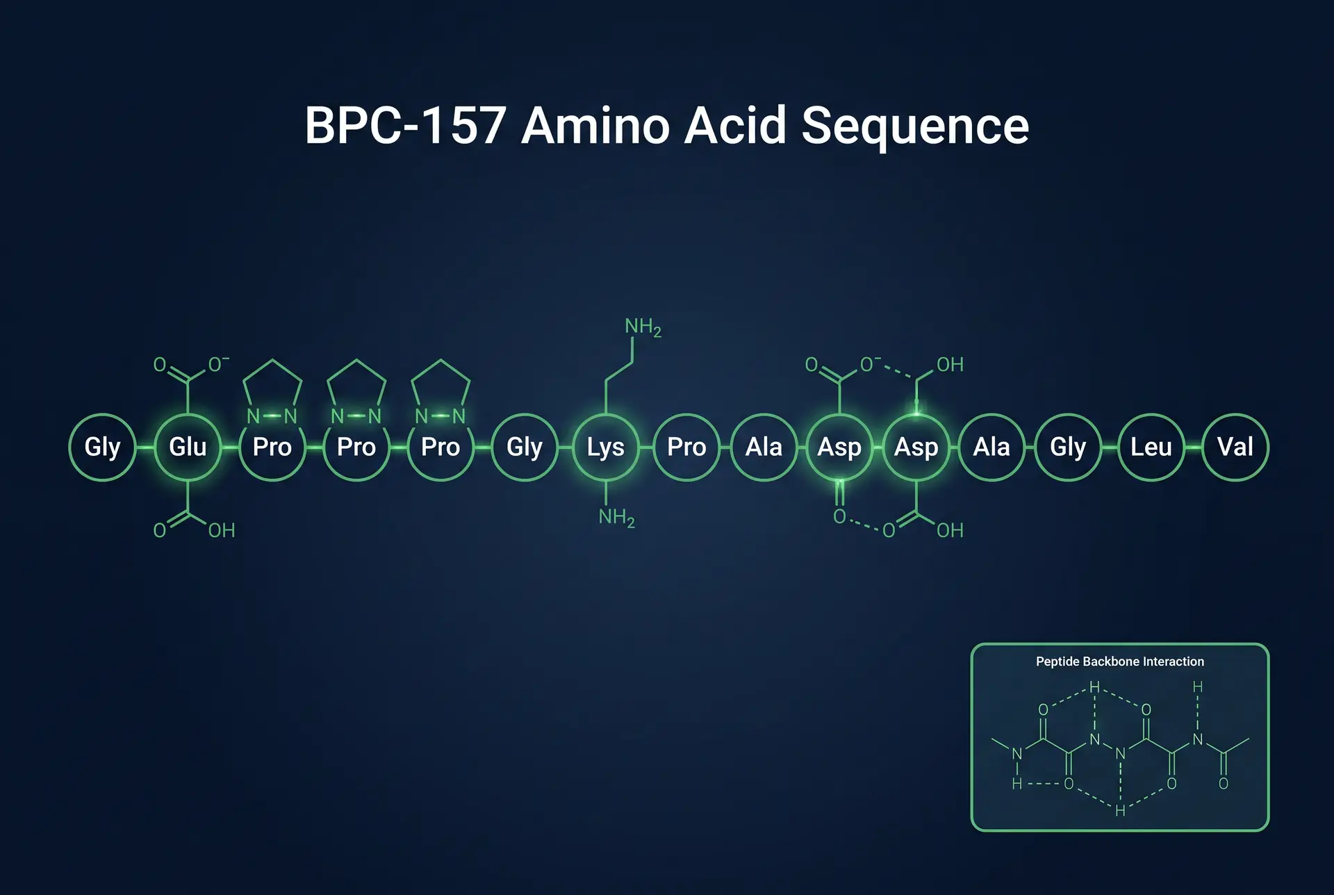 bpc 157 peptide research molecular structure amino acid sequence diagram