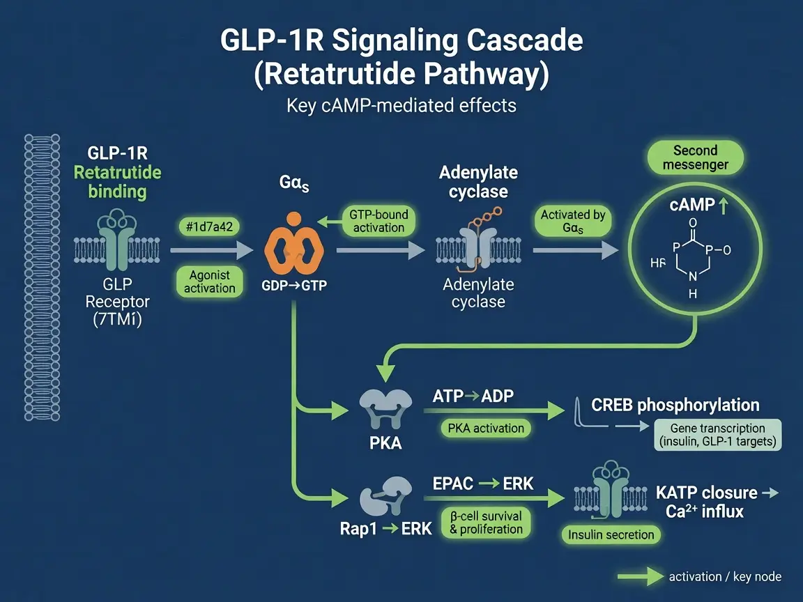 GLP signaling pathway diagram for retatrutide peptide research